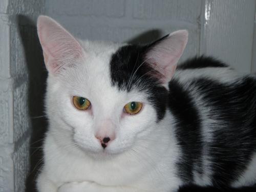 Domestic Short Hair/Domestic Short Hair-Black And White Mix: An adoptable cat in Greenville, SC