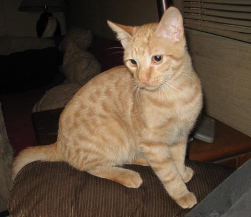 Domestic Short Hair/Domestic Short Hair-Orange Mix: An adoptable cat in Columbia, SC