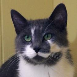 Domestic Short Hair - Gray And White: An adoptable cat in Waterloo, ON