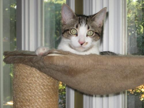 Domestic Short Hair - Gray And White/Tabby Mix: An adoptable cat in Winston Salem, NC
