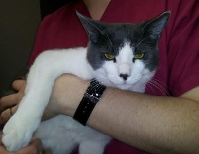 Domestic Short Hair - Gray And White/Tuxedo Mix: An adoptable cat in Statesboro, GA