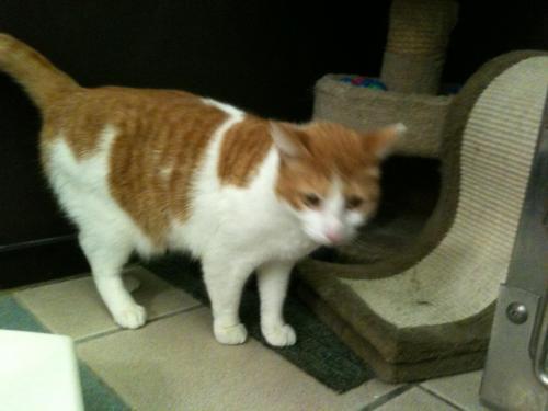 Domestic Short Hair - Orange And White: An adoptable cat in Wilmington, DE