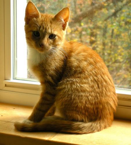 Domestic Short Hair - Orange And White/Tabby Mix: An adoptable cat in Statesboro, GA