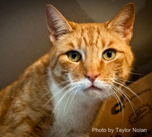 Domestic Short Hair - Orange And White/Tuxedo Mix: An adoptable cat in Annapolis, MD