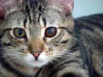 Domestic Short Hair/Tabby Mix: An adoptable cat in Florence, OR