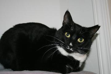 Domestic Short Hair/Tuxedo Mix: An adoptable cat in Columbia, MO