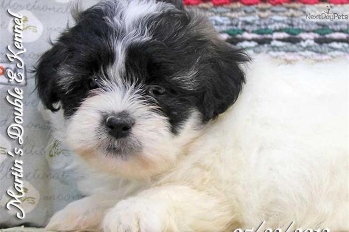 Ella Female Shichon Puppy
