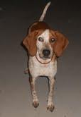 English Coonhound/Hound: An adoptable dog in Lexington, MA