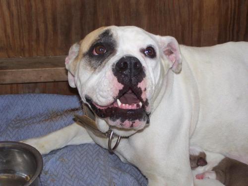 English Bulldog: An adoptable dog in Odessa, FL