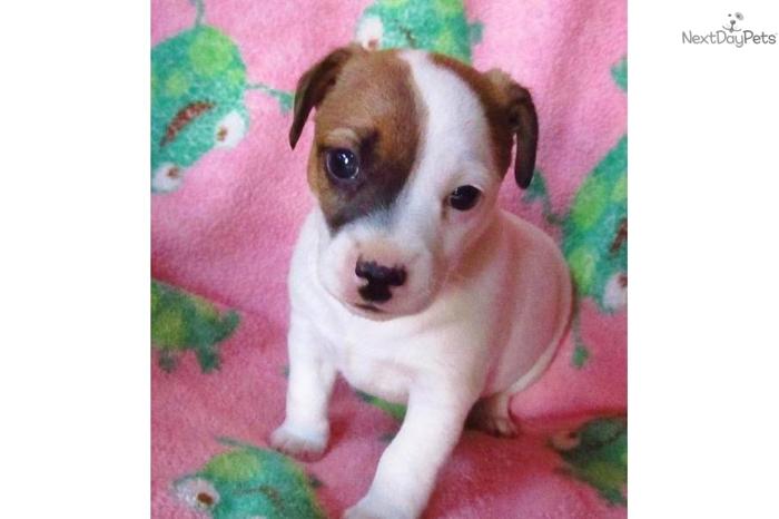 ENGLISH CKC JACK RUSSELL SHORTY SMOOTH M/F