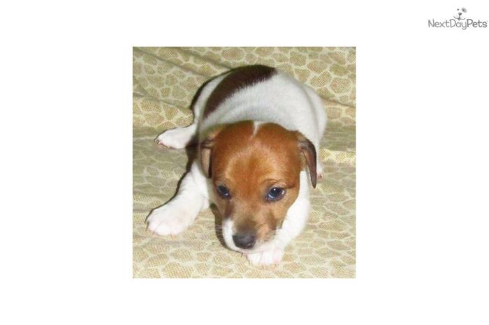 ENGLISH CKC JACK RUSSELL SHORTY SMOOTH MALE