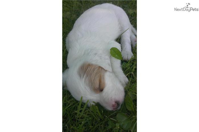 English Setter Puppy For Sale