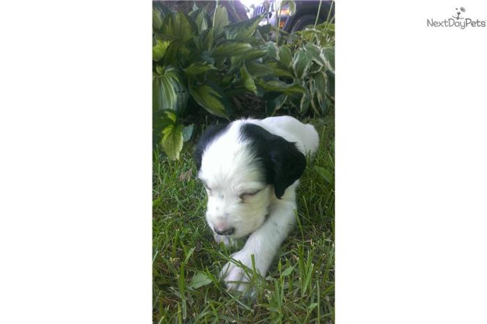 English Setter Puppy For Sale Male 1