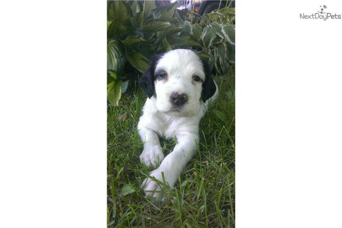 English Setter Puppy for Sale Male 2