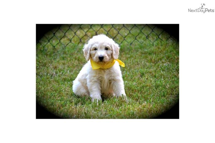Exceptional English Standard Goldendoodle pup