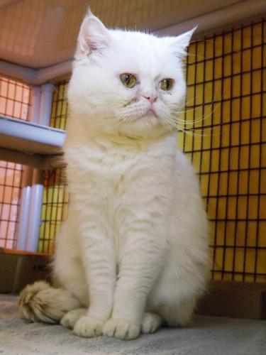 Exotic Shorthair: An adoptable cat in Tallahassee, FL