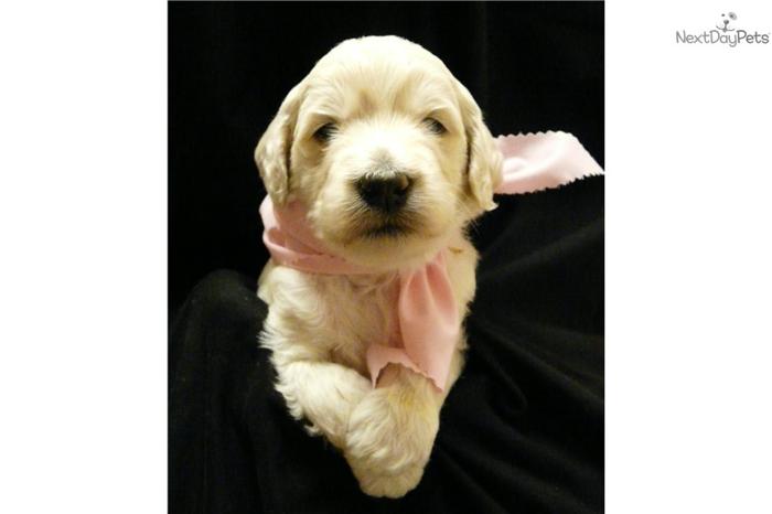 F1B Goldendoodle Puppy
