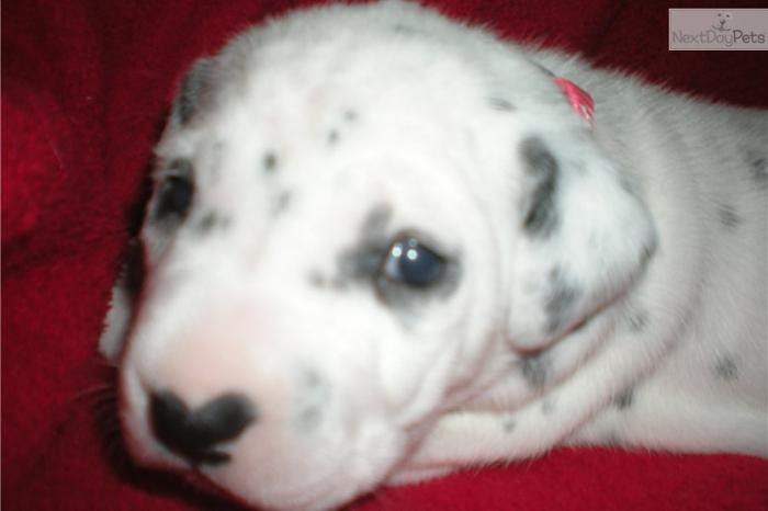 Angel: Female AKC Registered Dalmatian Puppy