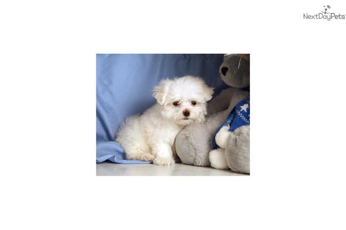 Fido - Maltese puppy for sale - ready to go!
