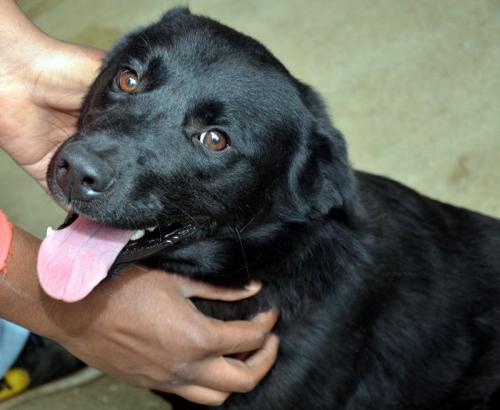 Flat-Coated Retriever/Labrador Retriever Mix: An adoptable dog in Bowling Green, KY