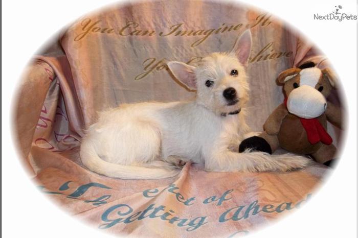 Fluffy Female West Highland Terrier Pup