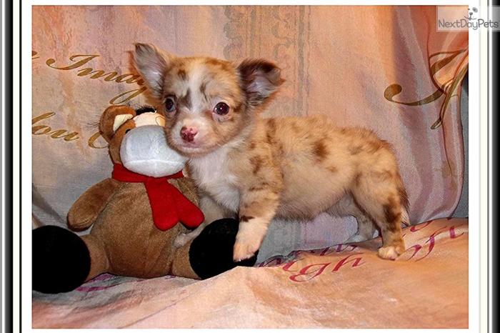 Fluffy Little Red Merle Female Chihuahua