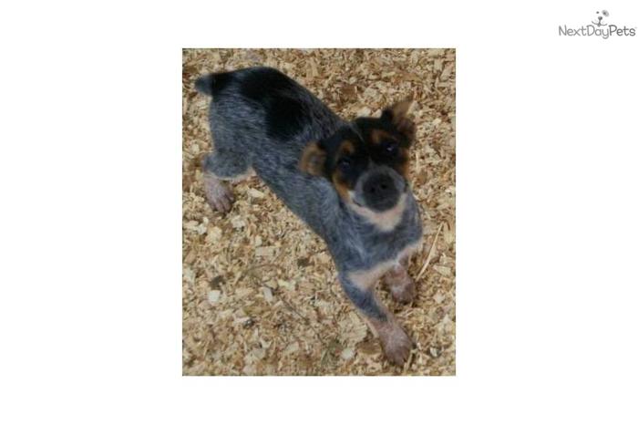 fort smith pets for sale