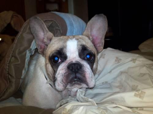 French Bulldog: An adoptable dog in Lexington, KY