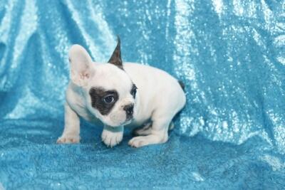 French bulldog puppies available