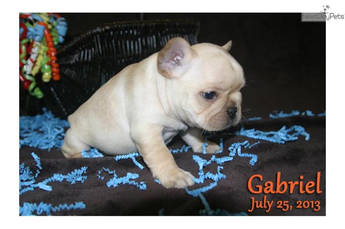 French Bulldog Puppy - Gabriel