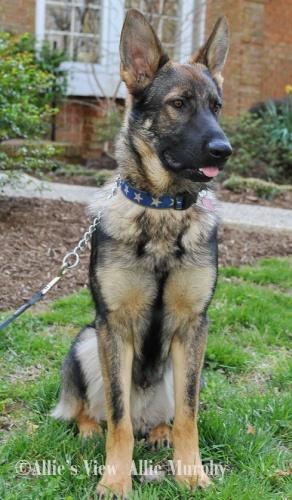 German Shepherd Dog: An adoptable dog in Annapolis, MD