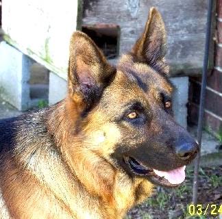 German Shepherd Dog: An adoptable dog in Fort Smith, AR