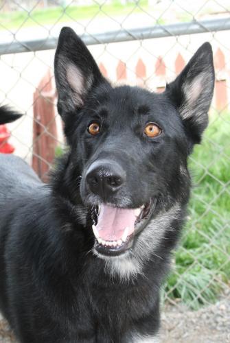 German Shepherd Dog: An adoptable dog in Lewiston, ID
