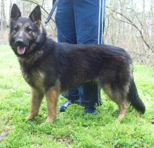 German Shepherd Dog: An adoptable dog in Louisville, KY