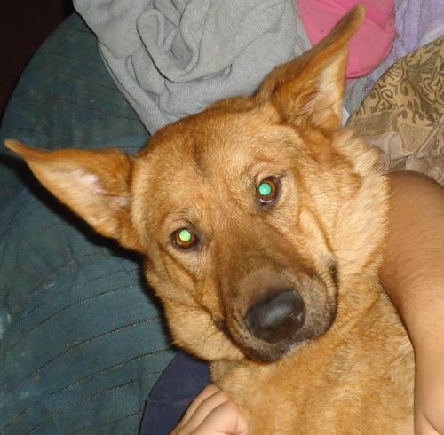 German Shepherd Dog: An adoptable dog in Medford, OR