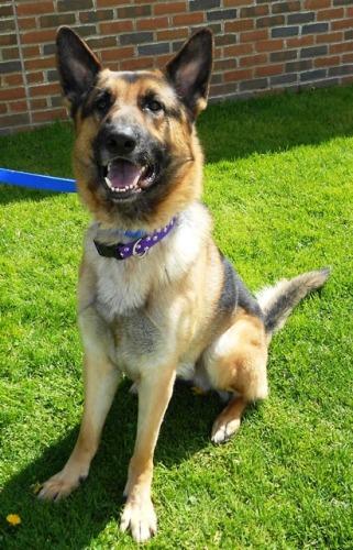 German Shepherd Dog: An adopted dog in Erie, PA