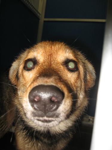 German Shepherd Dog Mix: An adoptable dog in Greenville, TX