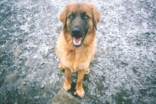 German Shepherd Dog/Golden Retriever Mix: An adoptable dog in Louisville, KY