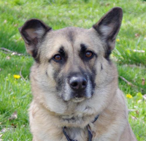 German Shepherd Dog/Siberian Husky Mix: An adoptable dog in Youngstown, OH