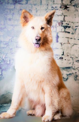 German Shepherd Dog/White German Shepherd Mix: An adoptable dog in Columbia, MO