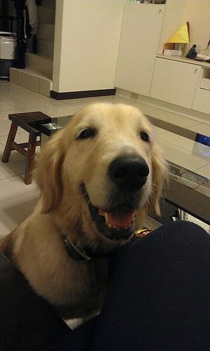 Golden Retriever: An adoptable dog in Wilmington, DE