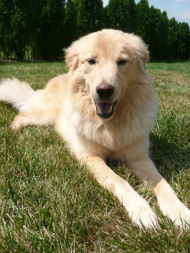 Golden Retriever Mix: An adoptable dog in Wilmington, DE