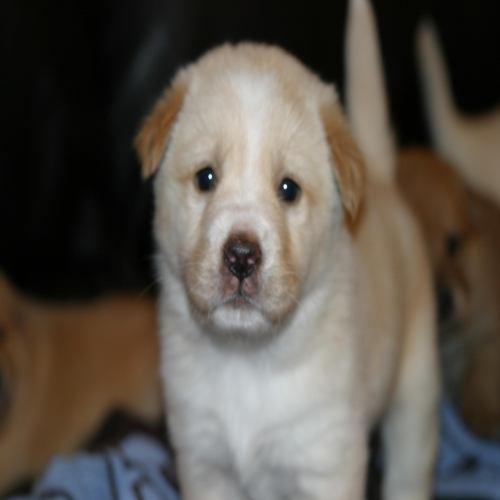 Golden Retriever/Australian Shepherd Mix: An adoptable dog in Statesboro, GA