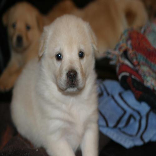 Golden Retriever/Australian Shepherd Mix: An adoptable dog in Statesboro, GA