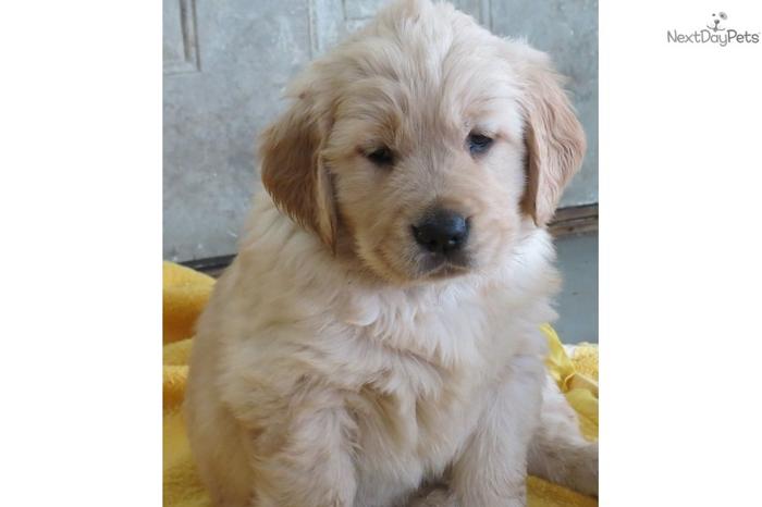 Golden Retriever Puppy -- Quality AKC CH Lines