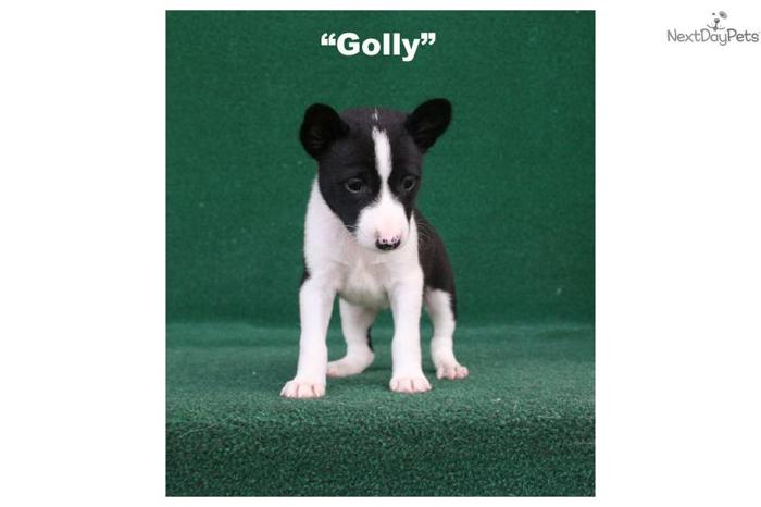 Golly. - AKC Black/White Female Basenji Pup