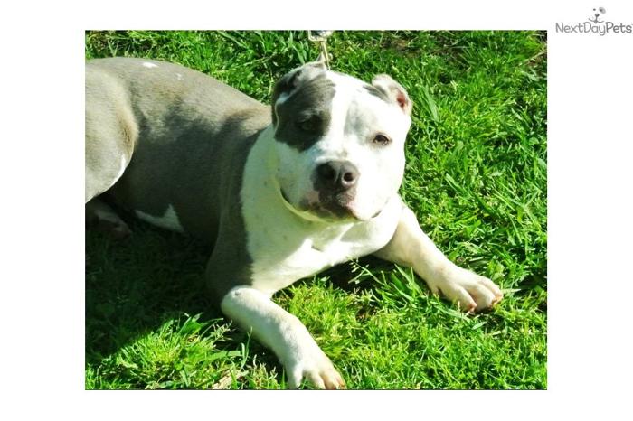 Gorgeous 8 month old Female American Bully