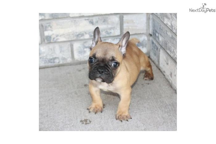 GORGEOUS FAWN FRENCH BULLDOG PUP!!