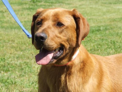 Great Dane/Labrador Retriever Mix: An adoptable dog in Lexington, NC