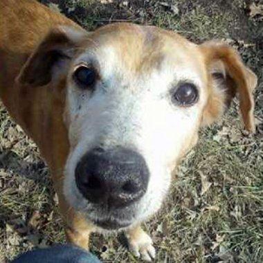 Greyhound Mix: An adoptable dog in Auburn, NE